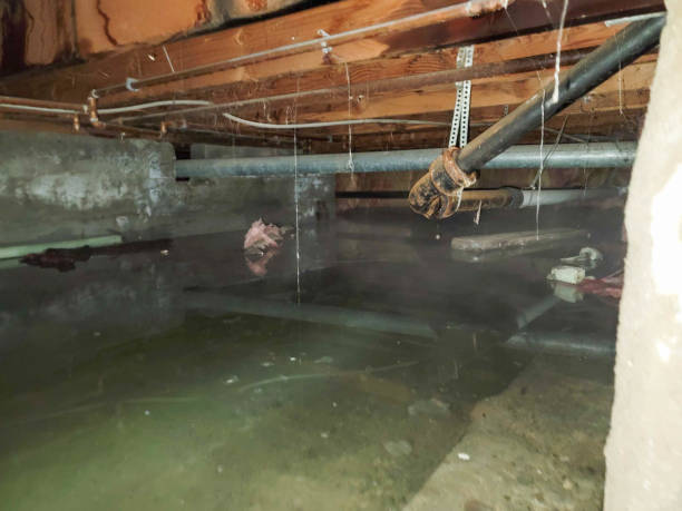 Best Local water damage restoration  in Alma, NE